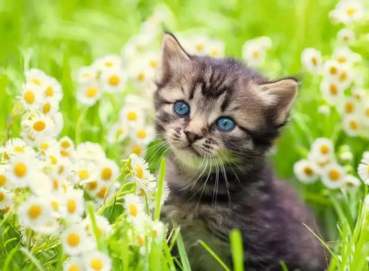 Gatito en el prado