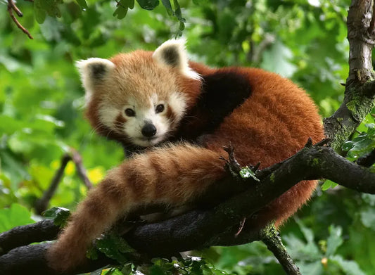 Panda Rojo 3815