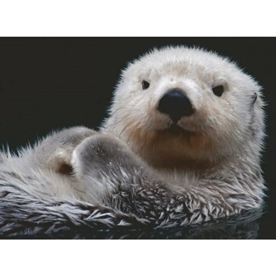 Adorable Nutria 9801