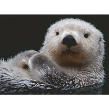 Adorable Nutria 9801