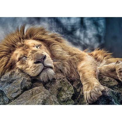 León durmiendo 10447