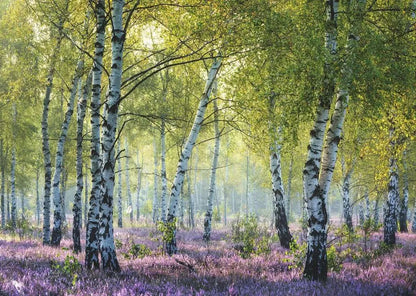 Bosque Abedules 00117